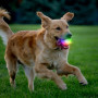 Giocattolo per cane Nite Ize GlowStreak Wild LED Ball
