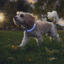 Collare luminoso per cane Nite Ize NiteHowl® Rechargeable LED Safety Necklace