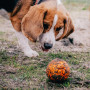 Giocattolo per cane Explorer Dog AirBall Tips 8 cm