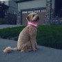 Collare luminoso per cane Nite Ize NiteHowl® Rechargeable LED Safety Necklace