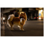 Pettorina per cane Curli Glow Reflective