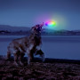 Giocattolo per cane Nite Ize Flashflight® Dog Discuit™ LED Flying Disc